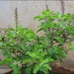 Tulsi Ke Upay