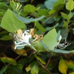 पिप्पा मुखर्जी की नई किताब भारत की झाड़ियों और पर्वतारोहियों पर प्रकाश डालती है