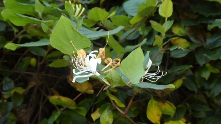 पिप्पा मुखर्जी की नई किताब भारत की झाड़ियों और पर्वतारोहियों पर प्रकाश डालती है