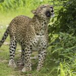 Google Preferred Source