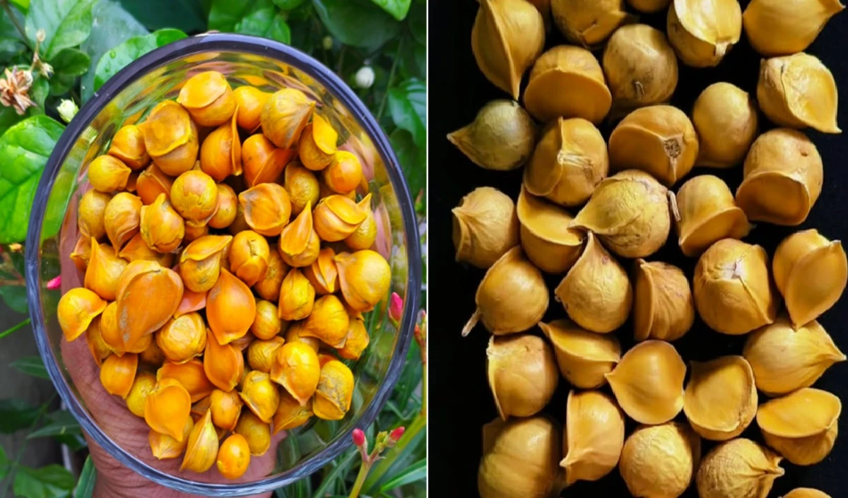 कम हो जाएगा हार्ट अटैक का खतरा, नसों में जमा खराब कोलेस्ट्रॉल को साफ कर देगा ये खास लहसुन