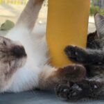 भारत का पहला बिल्ली संग्रहालय मैसूर में खुला