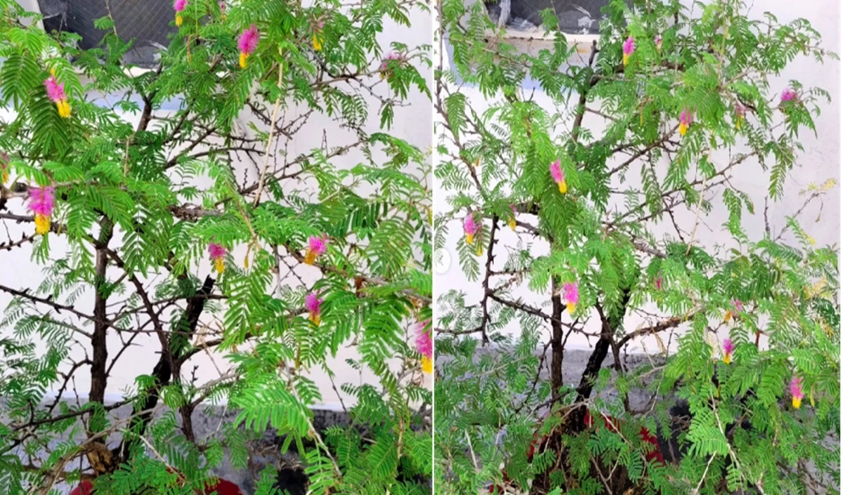 महाशिवरात्रि 2026 पर शमी पत्र का चमत्कारी उपाय, होगी धन और सफलता की वर्षा