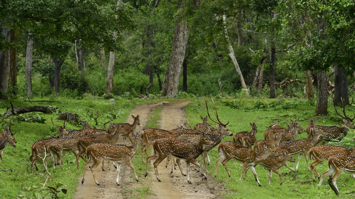 लक्ष्मी रामनाथन का नया उपन्यास रोमांस और संरक्षण का मिश्रण है