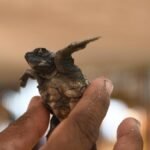 शैल गश्ती दल: चेन्नई के स्वयंसेवक कछुआ तट की रक्षा करते हैं