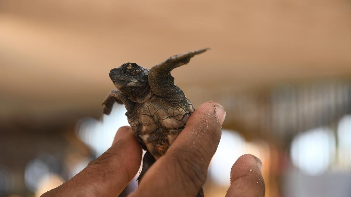 शैल गश्ती दल: चेन्नई के स्वयंसेवक कछुआ तट की रक्षा करते हैं