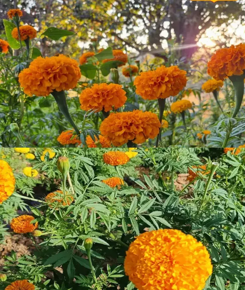 गेंदे की खेती के अचूक उपाय: शानदार मुनाफे के लिए कीटों और मुरझाते फूलों से कैसे बचाएं फसल