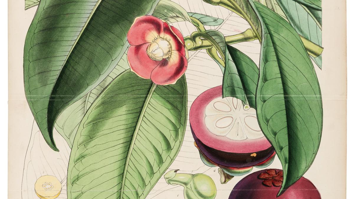 एमएपी, बेंगलुरु में यह प्रदर्शनी उपनिवेशीकरण और वनस्पति विज्ञान के बीच संबंध का पता लगाती है