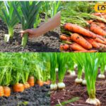 गाजर की अच्छी पैदावार सुनिश्चित करने और उन्हें कीड़ों से बचाने के लिए साथी पौधे लगाना एक उत्कृष्ट जैविक तरीका है। यहां 5 पौधे हैं जो गाजर को बढ़ने में मदद करते हैं और वे भी जिन्हें आस-पास नहीं लगाया जाना चाहिए