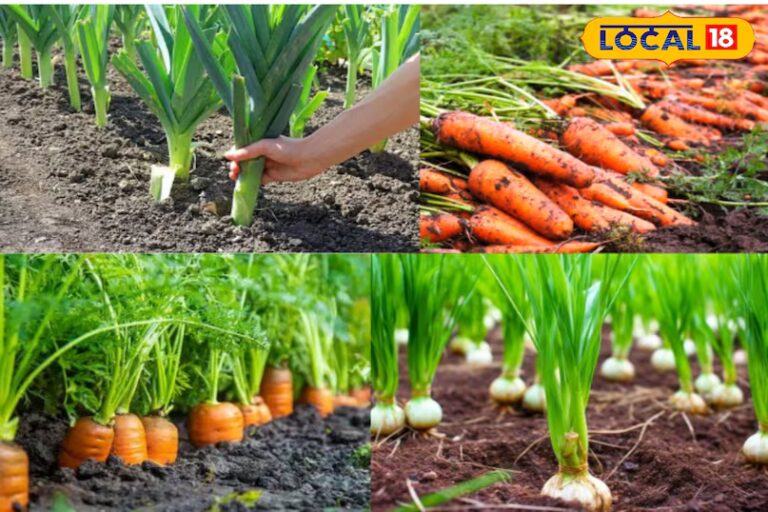 गाजर की अच्छी पैदावार सुनिश्चित करने और उन्हें कीड़ों से बचाने के लिए साथी पौधे लगाना एक उत्कृष्ट जैविक तरीका है। यहां 5 पौधे हैं जो गाजर को बढ़ने में मदद करते हैं और वे भी जिन्हें आस-पास नहीं लगाया जाना चाहिए