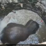 देखें: ओडिशा के वन अधिकारियों ने 30 फुट गहरे कुएं में फंसे हाथी को बचाने के लिए आर्किमिडीज़ के सिद्धांत को लागू किया