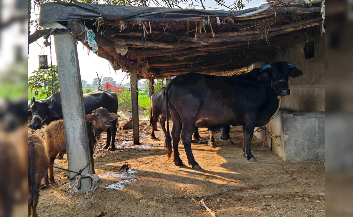 मध्य प्रदेश 40 लाख आवारा मवेशियों को भगवा टैग लगाएगा