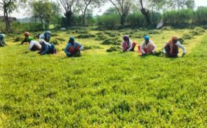 महाराष्ट्र में जमीन हड़पने के लिए इस्तेमाल की गई गलतियों को सुधारने के लिए 1.5 लाख किसानों ने हड़ताल की