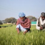 एबी इनबेव भारत के भीतर स्थानीय जौ आपूर्ति श्रृंखला बनाने पर जोर दे रहा है