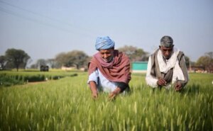 एबी इनबेव भारत के भीतर स्थानीय जौ आपूर्ति श्रृंखला बनाने पर जोर दे रहा है