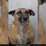 "कद्दू, ढोलू कहाँ हैं?": दिल्ली हवाई अड्डे पर लापता कुत्तों पर विवाद