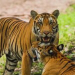 चूंकि मध्य प्रदेश में बाघों की मौत का सिलसिला जारी है, इसलिए सतपुड़ा को एक नए सुरक्षा बल की तलाश है