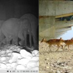 दिल्ली-देहरादून एक्सप्रेसवे पर ग्रीन कॉरिडोर वन्यजीवों की सुरक्षित आवाजाही सुनिश्चित करता है