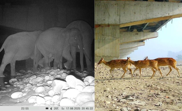 दिल्ली-देहरादून एक्सप्रेसवे पर ग्रीन कॉरिडोर वन्यजीवों की सुरक्षित आवाजाही सुनिश्चित करता है