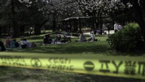 देखने के मौसम के दौरान टोक्यो के पुराने चेरी ब्लॉसम पेड़ों का गिरना सुरक्षा संबंधी चिंताओं को बढ़ाता है