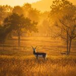 प्रधानमंत्री मोदी ने की छत्तीसगढ़ के काले हिरण के रेस्क्यू की सराहना, मुख्यमंत्री ने दी प्रतिक्रिया