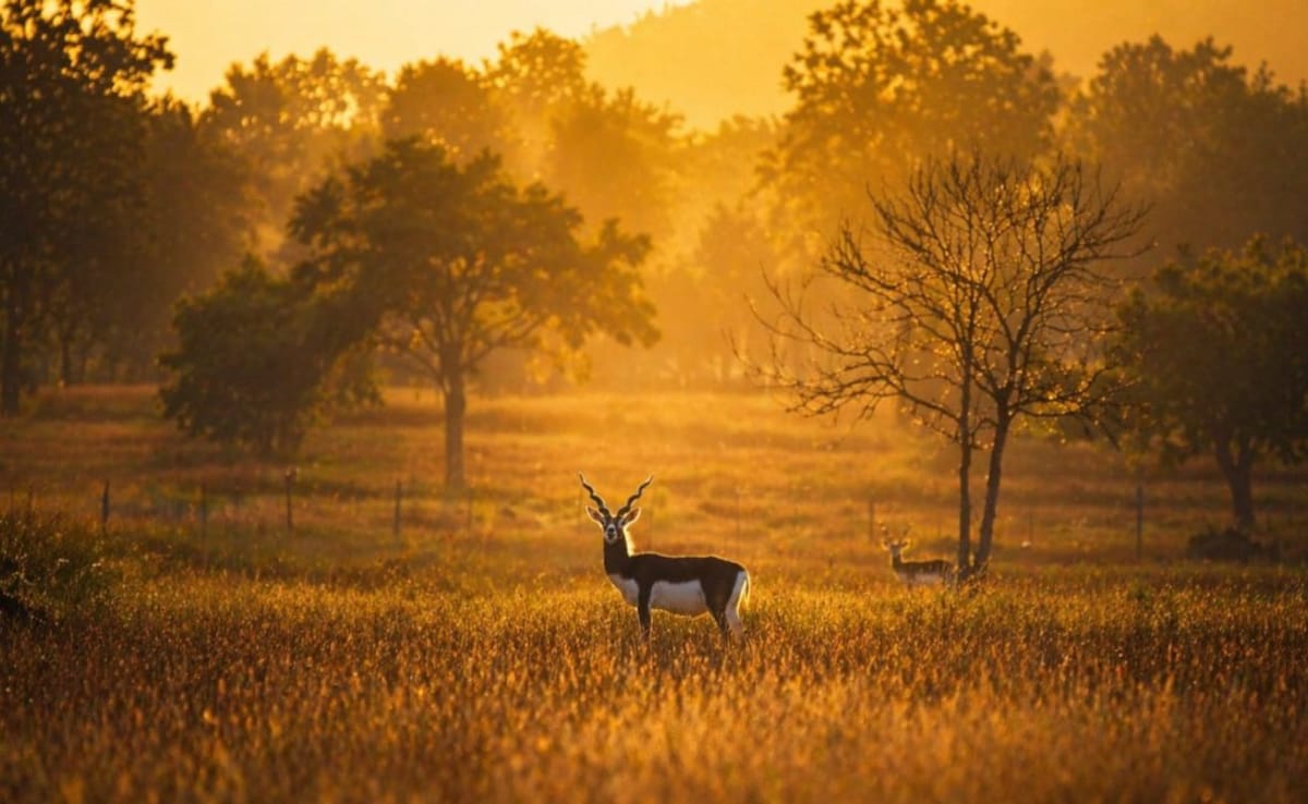 प्रधानमंत्री मोदी ने की छत्तीसगढ़ के काले हिरण के रेस्क्यू की सराहना, मुख्यमंत्री ने दी प्रतिक्रिया