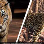 बहुत सारे बाघ, बहुत छोटा जंगल: मोगली की भूमि में मानव-पशु संघर्ष