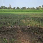 वैश्विक युद्ध, स्थानीय पतन: मध्य प्रदेश की सोया अर्थव्यवस्था को सीधा झटका