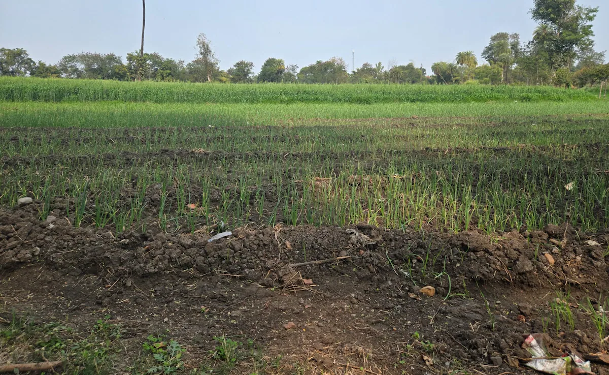 वैश्विक युद्ध, स्थानीय पतन: मध्य प्रदेश की सोया अर्थव्यवस्था को सीधा झटका