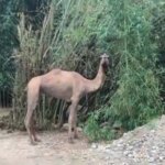 ईद पर राजस्थान के एक ऊंट ने असम के गांव में धमाल मचा दिया