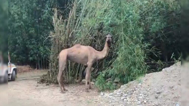 ईद पर राजस्थान के एक ऊंट ने असम के गांव में धमाल मचा दिया
