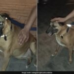 कई महीनों से लापता दिल्ली एयरपोर्ट का प्यारा कुत्ता 'कद्दू' द्वारका में सुरक्षित मिला