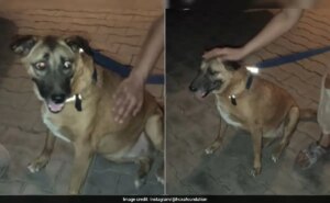 कई महीनों से लापता दिल्ली एयरपोर्ट का प्यारा कुत्ता 'कद्दू' द्वारका में सुरक्षित मिला