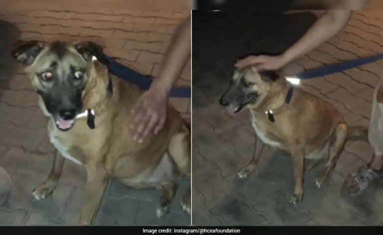 कई महीनों से लापता दिल्ली एयरपोर्ट का प्यारा कुत्ता 'कद्दू' द्वारका में सुरक्षित मिला