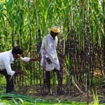 रॉय: यूपी के गन्ना किसान आखिरकार एक बार फिर मुस्कुराने लगे हैं