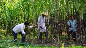 रॉय: यूपी के गन्ना किसान आखिरकार एक बार फिर मुस्कुराने लगे हैं