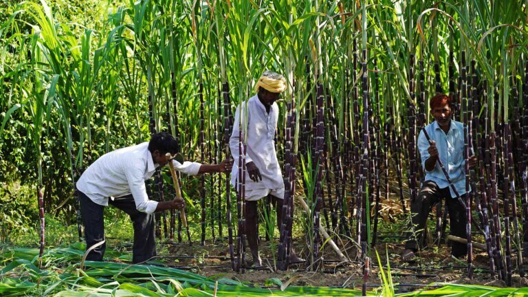 रॉय: यूपी के गन्ना किसान आखिरकार एक बार फिर मुस्कुराने लगे हैं