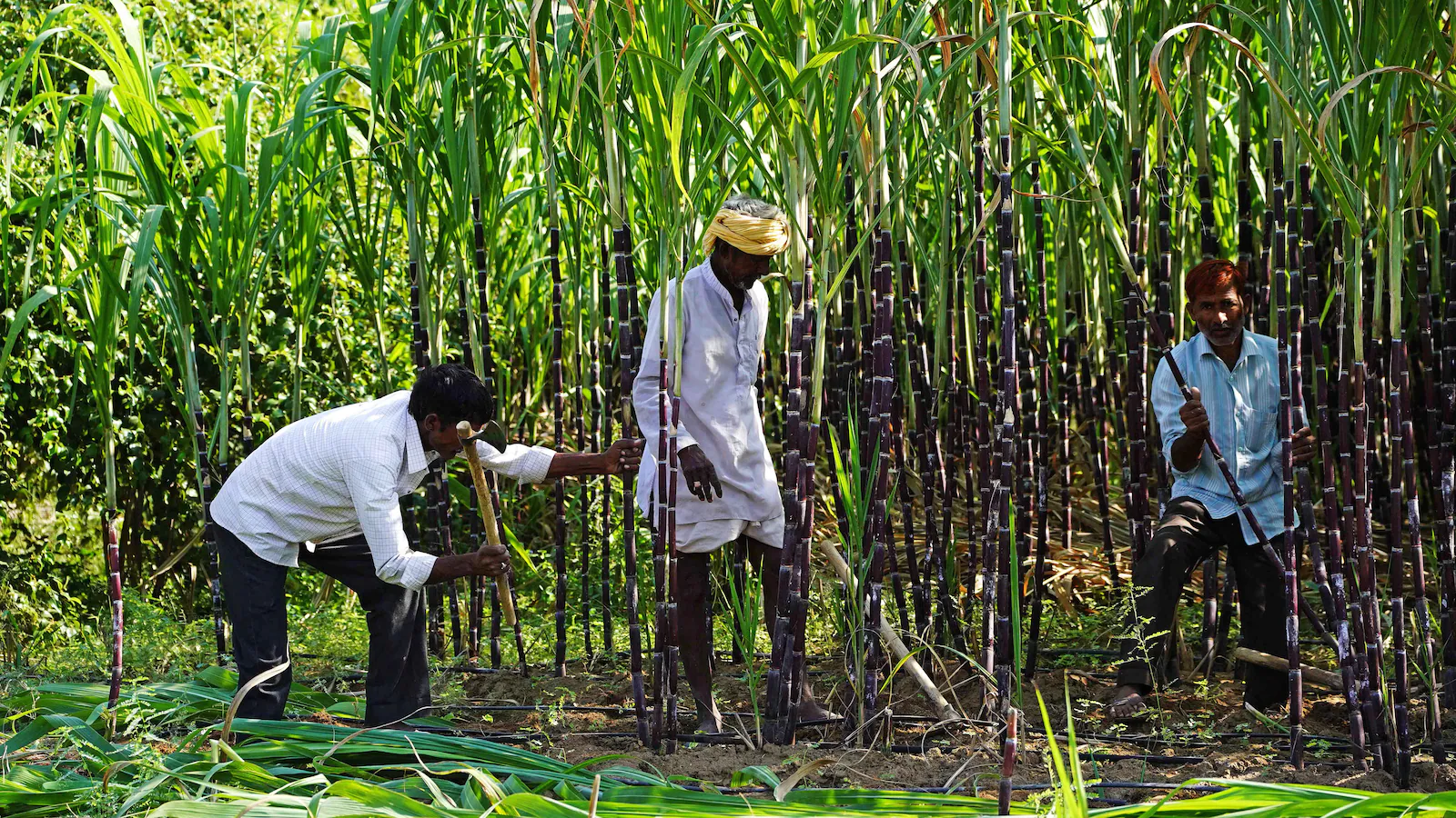 रॉय: यूपी के गन्ना किसान आखिरकार एक बार फिर मुस्कुराने लगे हैं
