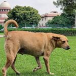सुप्रीम कोर्ट का आवारा कुत्ता आदेश एक दुःस्वप्न क्यों है?