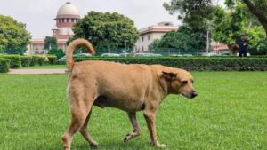 सुप्रीम कोर्ट का आवारा कुत्ता आदेश एक दुःस्वप्न क्यों है?