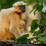 गोल्डन लंगूर मामले को सख्ती से आगे बढ़ाया जा रहा है: असम के वन मंत्री