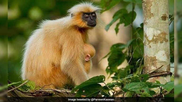 गोल्डन लंगूर मामले को सख्ती से आगे बढ़ाया जा रहा है: असम के वन मंत्री