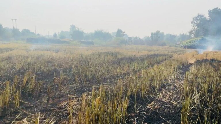 दिल्ली ने फसल क्षति मुआवजे में 50% से अधिक की वृद्धि की, 10,000 किसानों को राहत