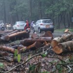 उत्तराखंड सड़क परियोजना के लिए 3,000 पेड़ काटे गए, कार्यकर्ता हथियारबंद