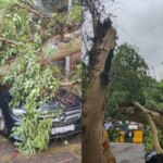 पूर्वी दिल्ली के कैलाश में बारिश के दौरान पेड़ गिरने से एक मर्सिडीज़ कार कुचल गई