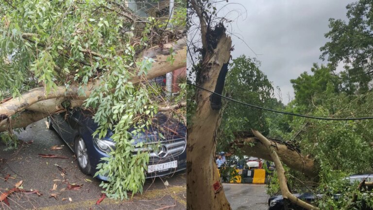 पूर्वी दिल्ली के कैलाश में बारिश के दौरान पेड़ गिरने से एक मर्सिडीज़ कार कुचल गई