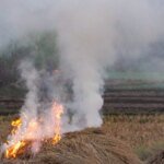 विश्लेषण: कम आग, वही कोहरा: 2027 के चुनावों से पहले पंजाब की पराली की राजनीति