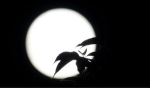 sharad purnima