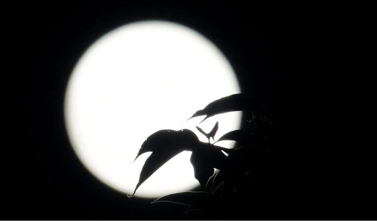 sharad purnima
